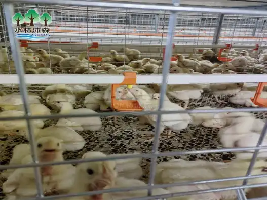 Compare different types of broiler chicken housing systems